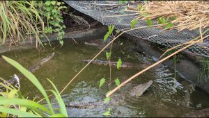 Beyond the Beach: Uncovering the 2-Million-Year-Old Secret at Holland Bay Crocodile Sanctuary