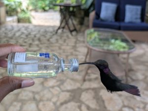Rocklands Bird Sanctuary Jamaica: The Magical Experience That Made Me a Human Bird Feeder
