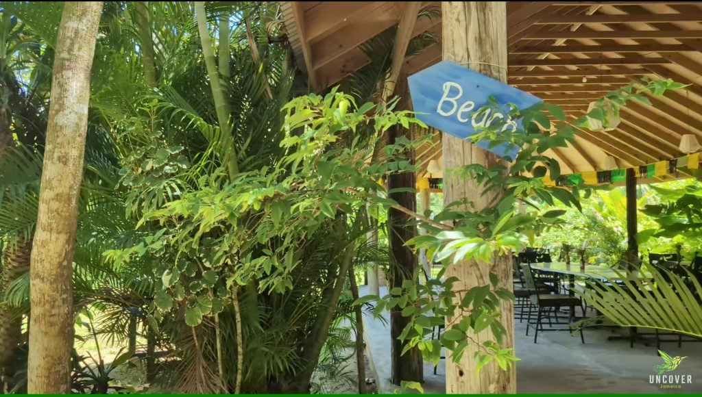 Path leading to Half Moon Beach through tropical greenery in Hanover Jamaica.