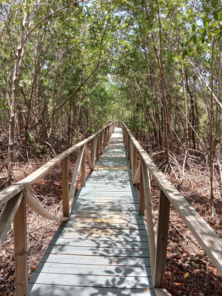 Nature walk at Portland Bight Centre Jamaica