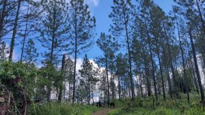 Hiking Bullhead Mountain: Jamaica’s Secret Pine Forest