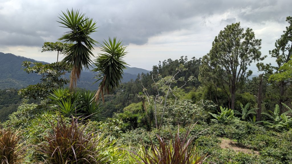 Coffee plants growing on the slopes of Craighton Estate with panoramic views of Jamaica below.