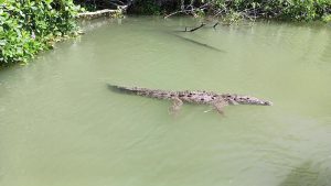 Sainty Tour: Black River & Frenchman’s Bay